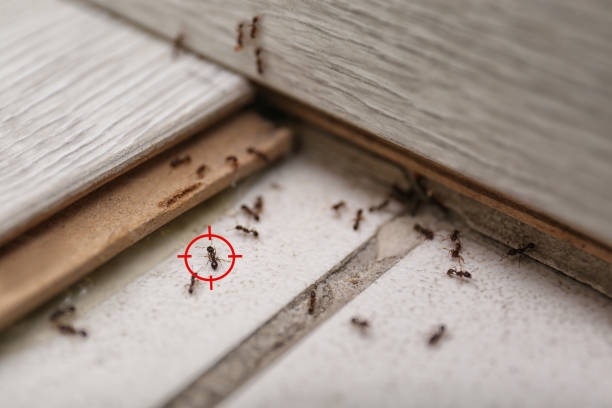 Best Termite Control Services  in Hermantown, MN