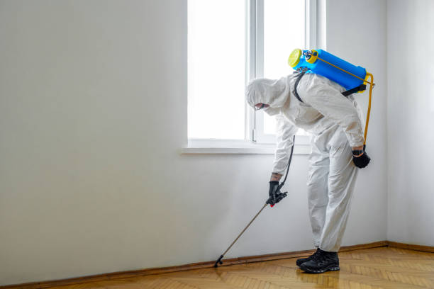 Wasp Removal Services in Hermantown, MN