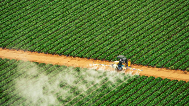 Reliable Hermantown, MN Pest Control Solutions