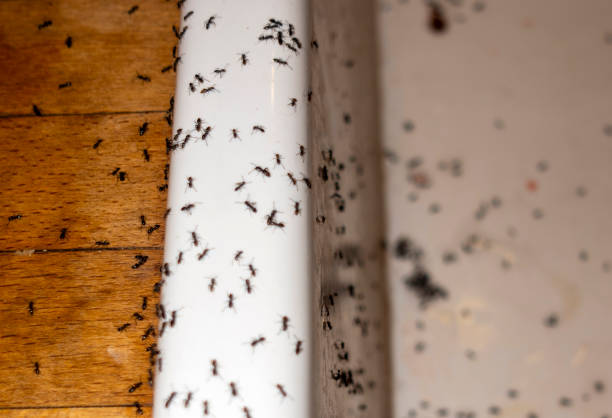 Pest Prevention Services in Hermantown, MN