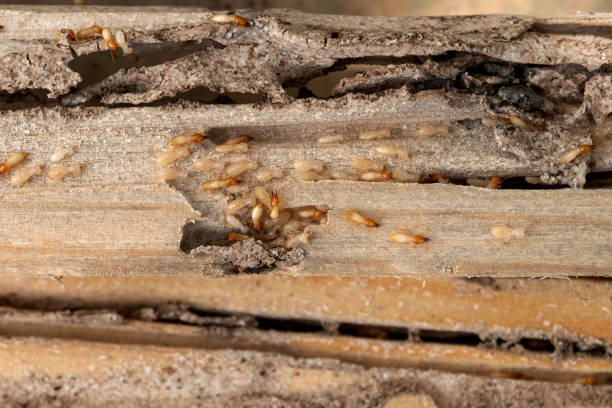 Best Pest Removal Services  in Hermantown, MN