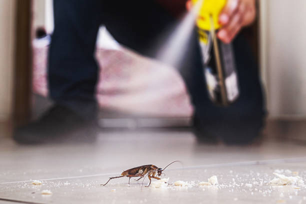 Best Best Pest Control Companies  in Hermantown, MN