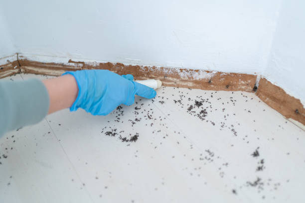 Best Affordable Pest Control Services  in Hermantown, MN